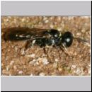 Crossocerus sp - Grabwespe 11b 6mm.jpg